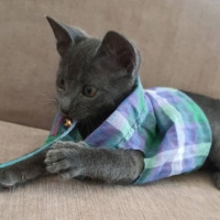 Korat, Kedi  Leo fotoğrafı