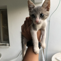 American Shorthair, Kedi  Mavis ve Ela fotoğrafı
