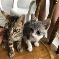 American Shorthair, Kedi  Mavis ve Ela fotoğrafı