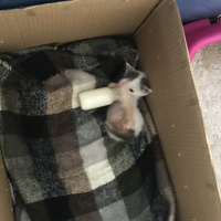 Tekir Kedi, Kedi  Boncuk fotoğrafı