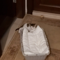 Tekir Kedi, Kedi  Boncuk fotoğrafı
