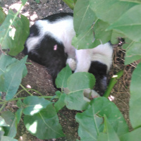 Tekir Kedi, Kedi  Eylem fotoğrafı