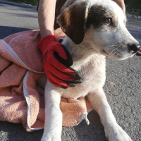 Sokö (Sokak Köpeği), Köpek  Benek fotoğrafı