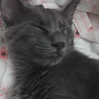 Mavi Rus, Kedi  Luna fotoğrafı