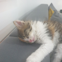 Tekir Kedi, Kedi  LOKUM fotoğrafı