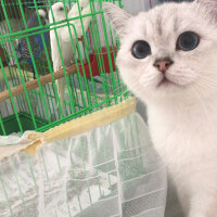 British Shorthair, Kedi  Arthur fotoğrafı