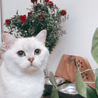 British Shorthair, Kedi  Arthur fotoğrafı