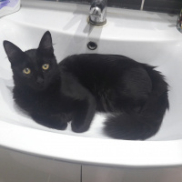 Soke, Kedi  Zuko fotoğrafı