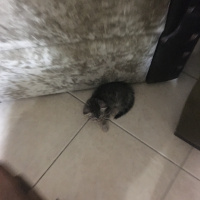 Tekir Kedi, Kedi  Boncuk ve yavruları fotoğrafı
