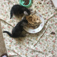 Tekir Kedi, Kedi  Boncuk ve yavruları fotoğrafı