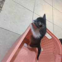 Tekir Kedi, Kedi  Boncuk ve yavruları fotoğrafı