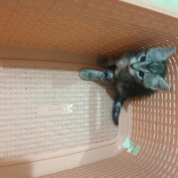 Tekir Kedi, Kedi  Boncuk ve yavruları fotoğrafı