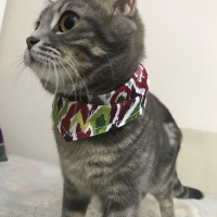British Shorthair, Kedi  BİHTER fotoğrafı