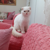 Scottish Fold, Kedi  Minnoş fotoğrafı
