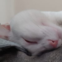 Van Kedisi, Kedi  çaki fotoğrafı