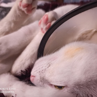 Van Kedisi, Kedi  çaki fotoğrafı