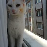 Van Kedisi, Kedi  çaki fotoğrafı