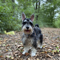 Minyatür Schnauzer, Köpek  Çakıl fotoğrafı