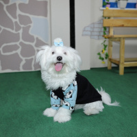 Maltese, Köpek  Bailey fotoğrafı