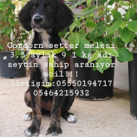 Gordon Setter, Köpek  Zeytin Webber fotoğrafı