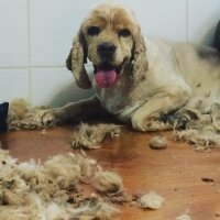 Amerikan Cocker Spaniel, Köpek  Zeus fotoğrafı