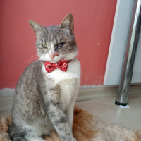 Tekir Kedi, Kedi  Minnak fotoğrafı