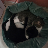 Tekir Kedi, Kedi  Minnak fotoğrafı