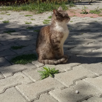 Tekir Kedi, Kedi  Minnak fotoğrafı