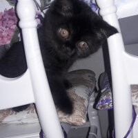 British Shorthair, Kedi  zeytin fotoğrafı