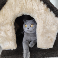 Scottish Fold, Kedi  MİA fotoğrafı