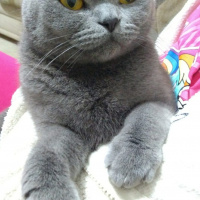 Scottish Fold, Kedi  MİA fotoğrafı