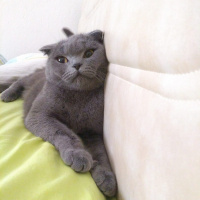 Scottish Fold, Kedi  MİA fotoğrafı