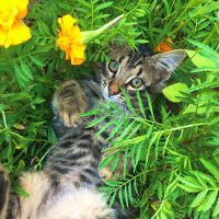 Tekir Kedi, Kedi  tiger fotoğrafı