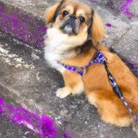 Pekingese, Köpek  Paşa fotoğrafı