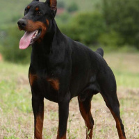Doberman Pinscher, Köpek  Pablo fotoğrafı