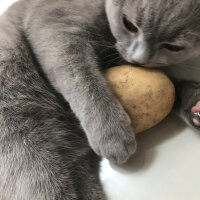 Scottish Fold, Kedi  Archie fotoğrafı