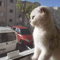 Scottish Fold, Kedi  Archie fotoğrafı