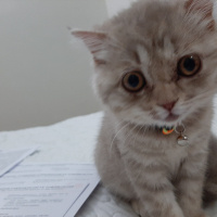 Scottish Fold, Kedi  Mia fotoğrafı