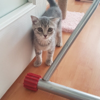 Scottish Fold, Kedi  Boncuk fotoğrafı