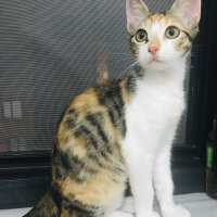 Tekir Kedi, Kedi  Lexa fotoğrafı