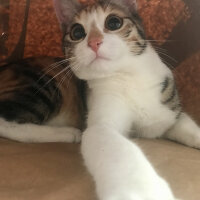 Tekir Kedi, Kedi  Lexa fotoğrafı