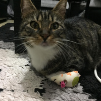 Soke, Kedi  Chibi fotoğrafı