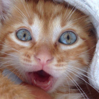 Sarman, Kedi  Bambi fotoğrafı