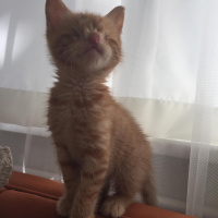 Sarman, Kedi  Gatsby fotoğrafı