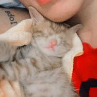 Sarman, Kedi  Gatsby fotoğrafı