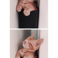 Sarman, Kedi  Gatsby fotoğrafı