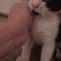 Soke, Kedi  Daisy fotoğrafı