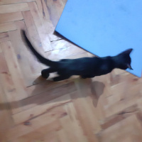 Bombay, Kedi  böcük fotoğrafı