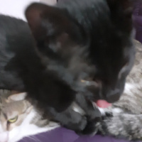 Bombay, Kedi  böcük fotoğrafı