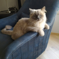 British Shorthair, Kedi  Herkül fotoğrafı